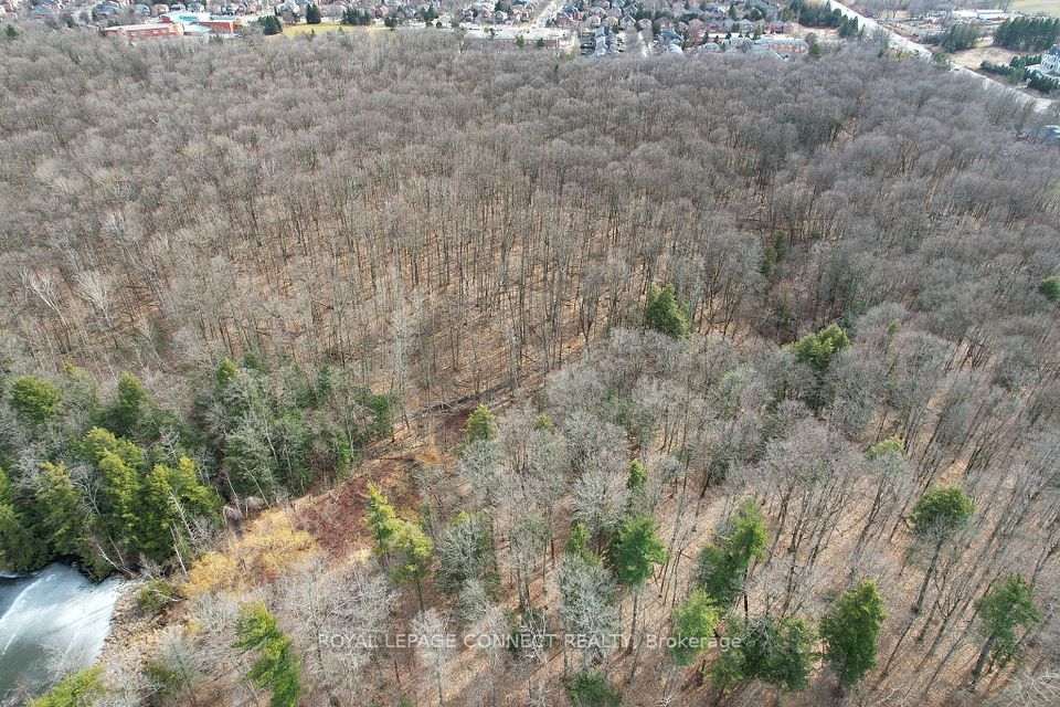 Case Woodlot