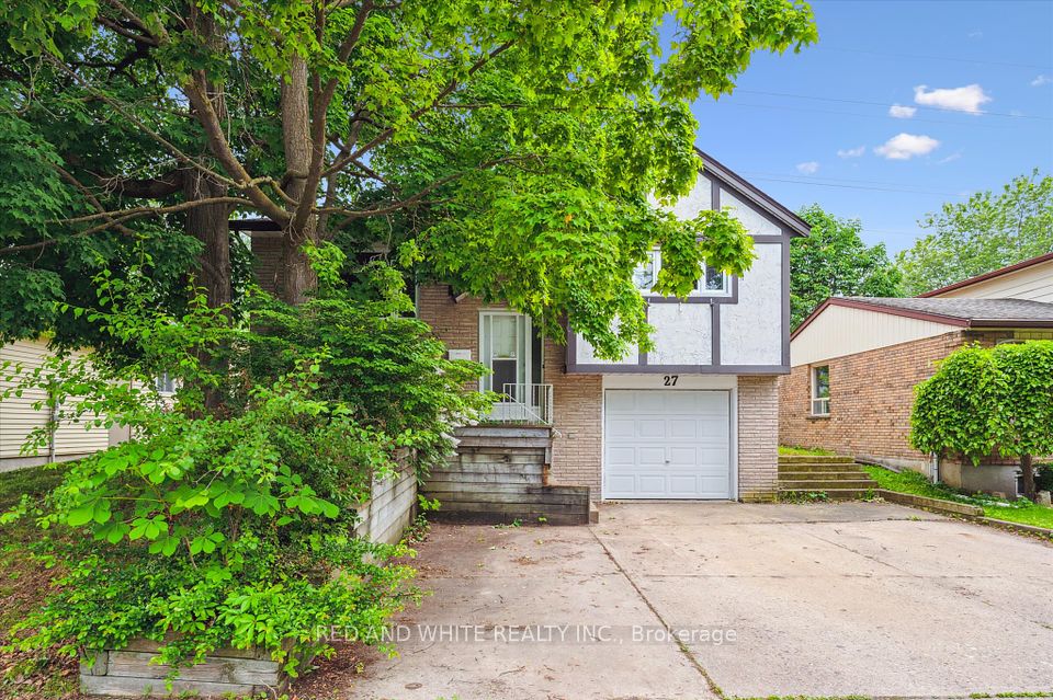 27 Sugar Maple