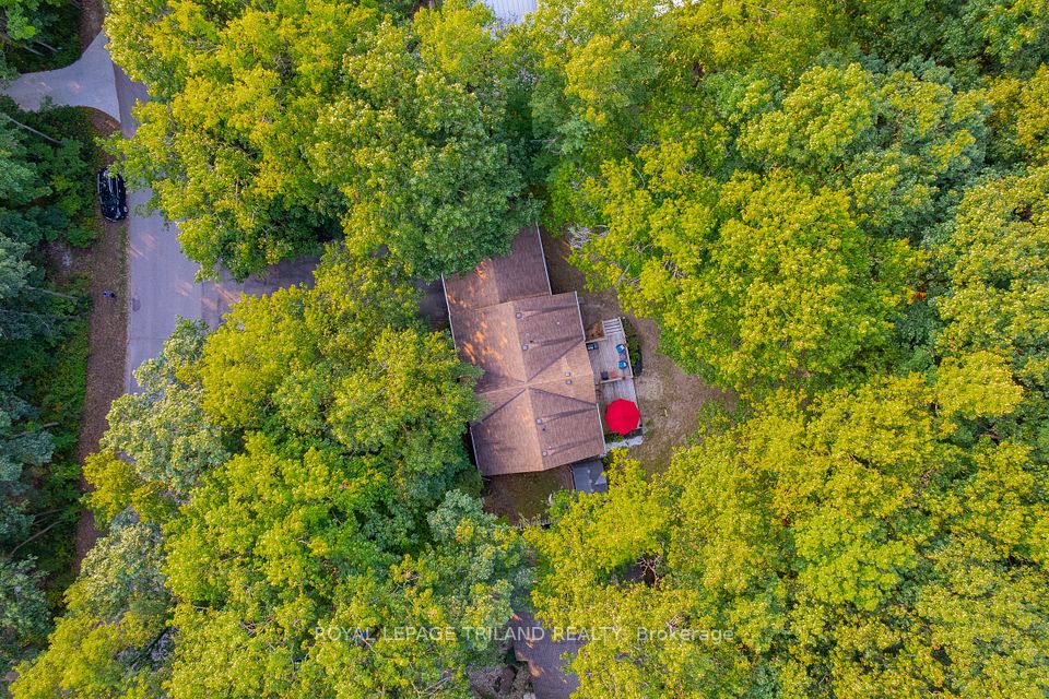 10248 Pinetree