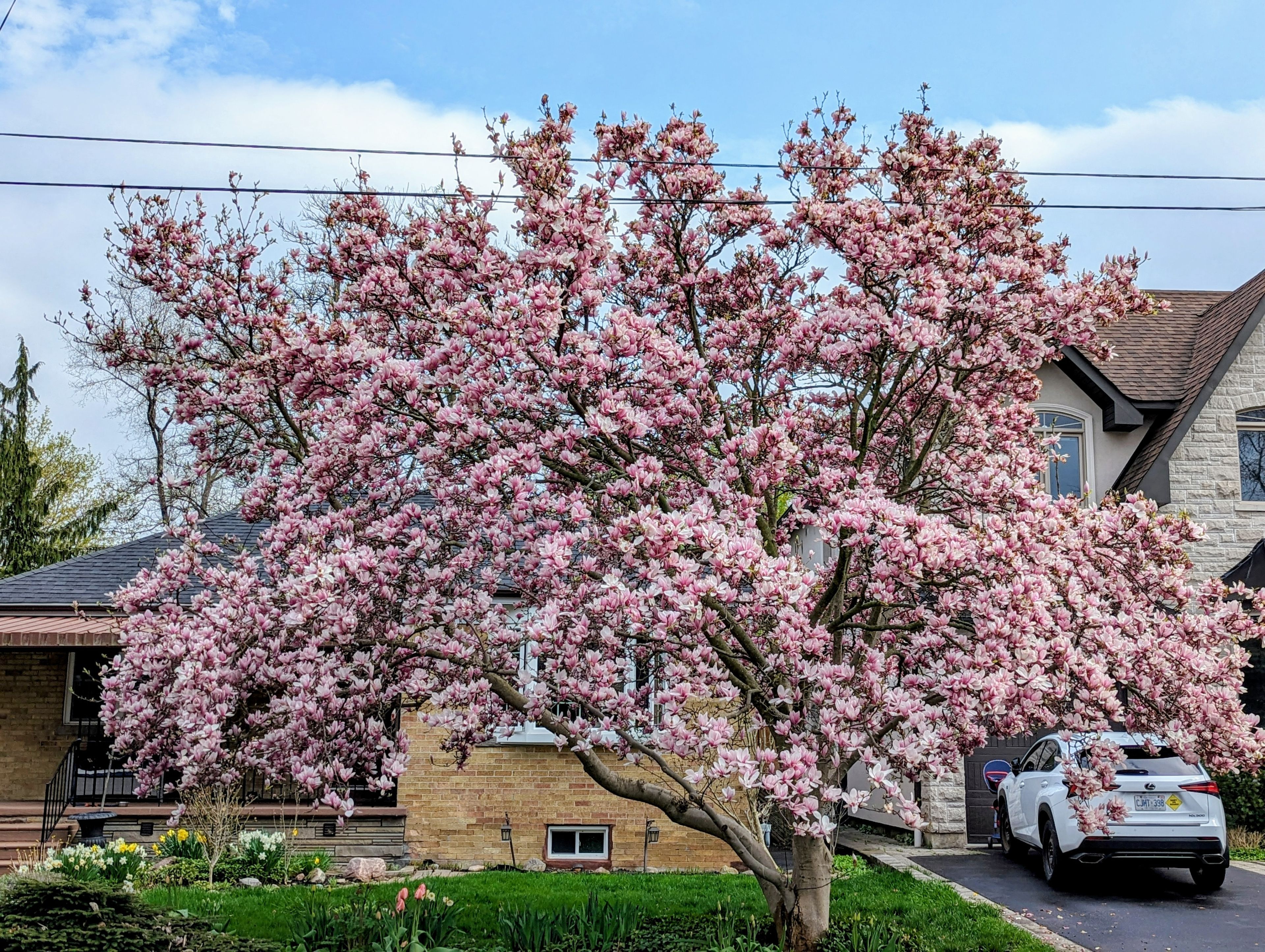 371 Hounslow Avenue