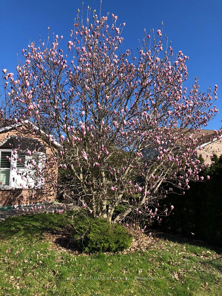 Magnolia Tree Front Lawn